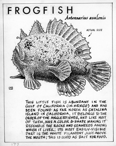 Frogfish: Antennarius avalonis (illustration from "The Ocean World")