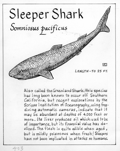 Sleeper shark: Somniosus pacificus (illustration from "The Ocean World")