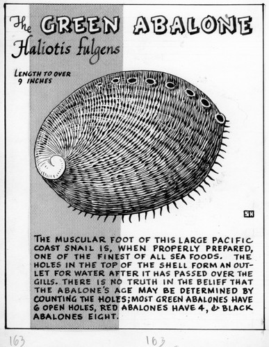 The green abalone: Haliotis fulgens (illustration from "The Ocean World")