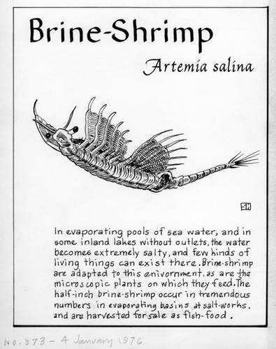 Brine-shrimp: Artemia salina (illustration from "The Ocean World")