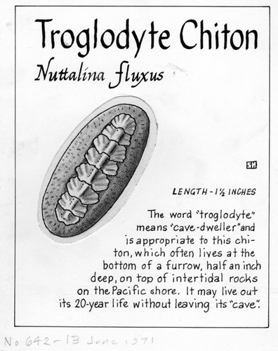 Troglodyte chiton: Nuttalina fluxa (illustration from "The Ocean World")