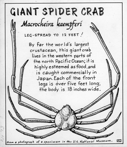 Giant spider crab: Macrocheira kaempferi (illustration from "The Ocean World")