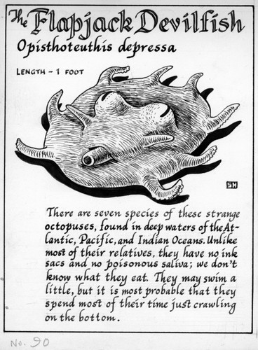 The flapjack devilfish: Opisthoteuthis depressa (illustration from "The Ocean World")