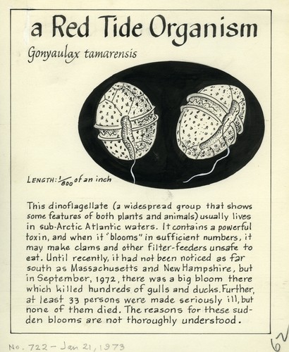 A red tide organism: Gonyaulax tamarensis (illustration from "The Ocean World")