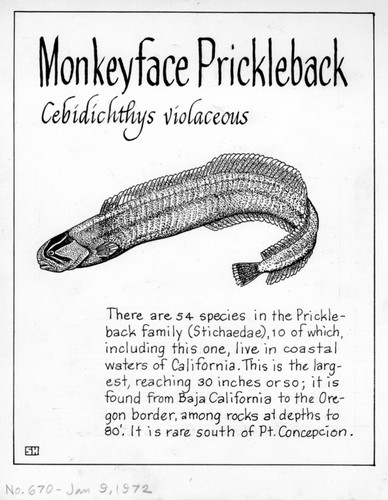 Monkeyface prickleback: Cebidichthys violaceus (illustration from "The Ocean World")