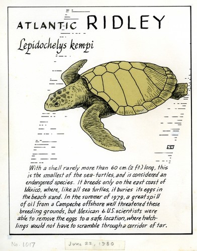 Atlantic ridley: Lepidochelys kempi (illustration from "The Ocean World")