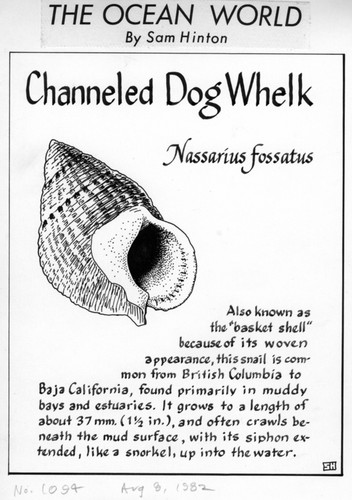 Channeled dog whelk: Nassarius fossatus (illustration from "The Ocean World")