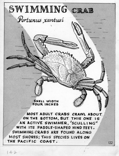 Swimming crab: Portunus xantusi (illustration from "The Ocean World")