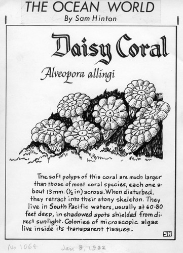 Daisy coral: Alveopora allingi (illustration from "The Ocean World")