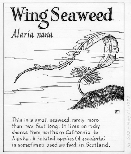 Wing seaweed: Alaria nana (illustration from "The Ocean World")