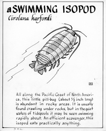 A swimming isopod: Cirolana harfordi (illustration from "The Ocean World")