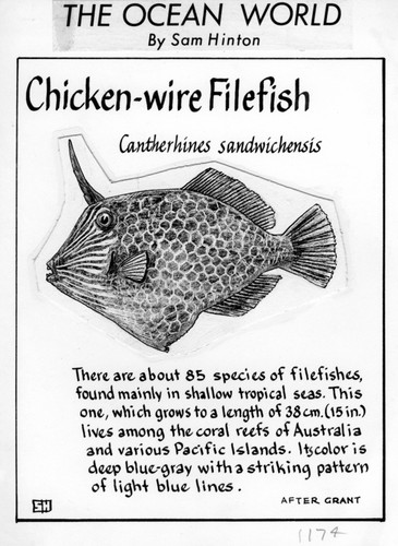 Chicken-wire filefish: Cantherhines sandwichiensis (illustration from "The Ocean World")