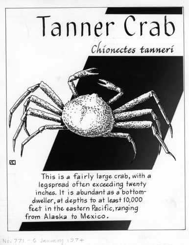 Tanner crab: Chionoecetes tanneri (illustration from "The Ocean World")