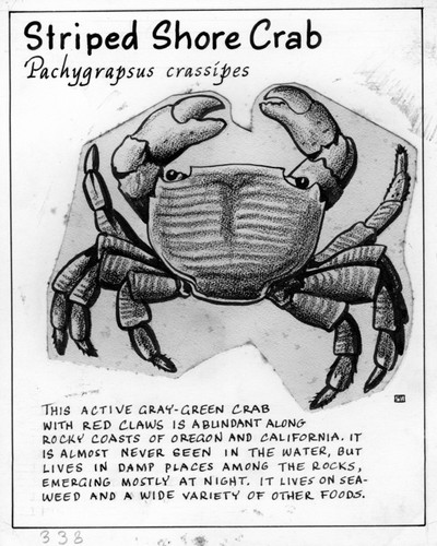 Striped shore crab: Pachygrapsus crassipes (illustration from "The Ocean World")