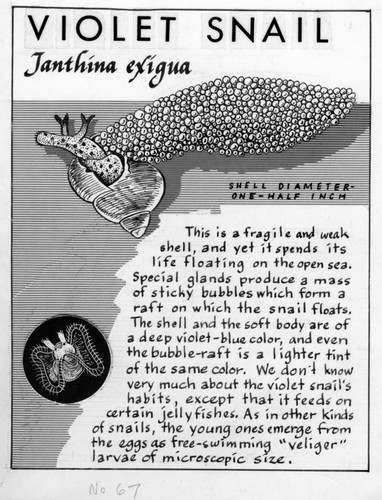 Violet snail: Janthina exigua (illustration from "The Ocean World")