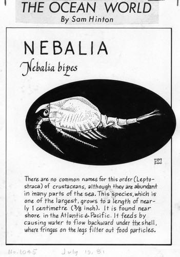 Nebalia: Nebalia bipes (illustration from "The Ocean World")