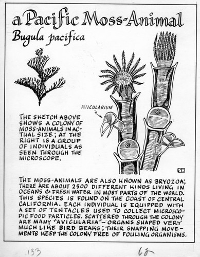 A Pacific moss-animal: Bugula pacifica (illustration from "The Ocean World")