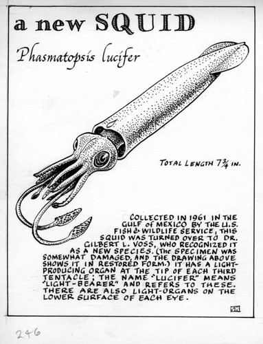 A new squid: Phasmatopsis lucifer (illustration from "The Ocean World")