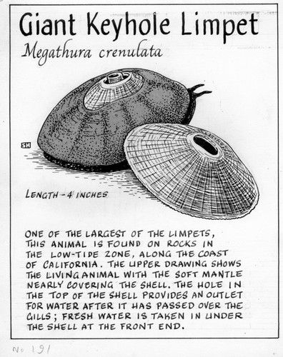 Giant keyhole limpet: Megathura crenulata (illustration from "The Ocean World")