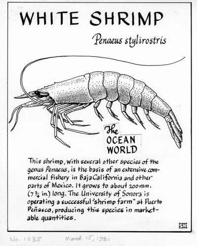 White shrimp: Penaeus stylirostris (illustration from "The Ocean World")