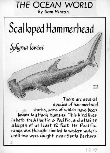 Scalloped hammerhead: Sphyrna lewini (illustration from "The Ocean World")