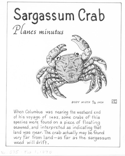 Sargassum crab: Planes minutus (illustration from "The Ocean World")