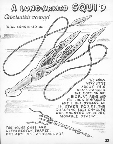 A long-armed squid: Chiroteuthis veranyi (illustration from "The Ocean World")