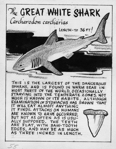 The great white shark: Carcharodon carcharias (illustration from "The Ocean World")