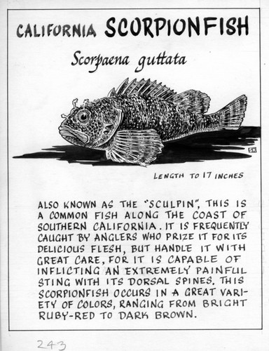 California scorpionfish: Scorpaena guttata (illustration from "The Ocean World")