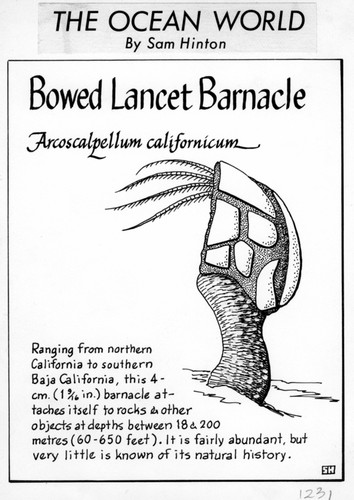 Bowed lancet barnacle: Arcoscalpellum californicum (illustration from "The Ocean World")