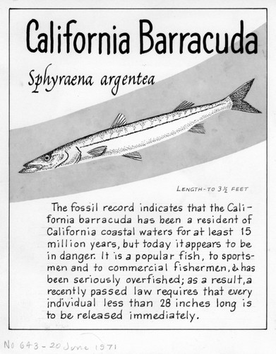 California barracuda: Sphyraena argentea (illustration from "The Ocean World")