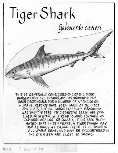 Tiger shark: Galeocerdo cuvieri (illustration from "The Ocean World")