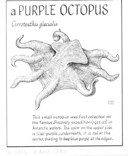 A purple octopus: Cirroteuthis glacialis (illustration from "The Ocean World")