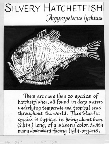 Silvery hatchetfish: Argyropelecus lychnus (illustration from "The Ocean World")