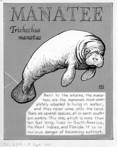 Manatee: Trichechus manatus (illustration from "The Ocean World")