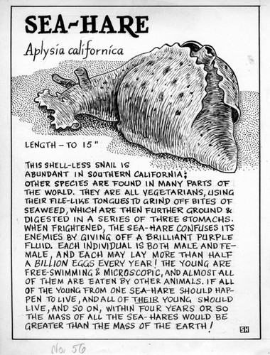 Sea-hare: Aplysia californica (illustration from "The Ocean World")