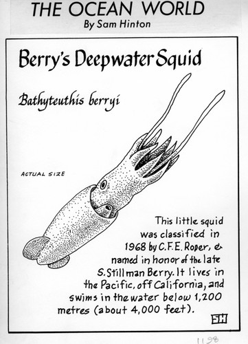 Berry's deepwater squid: Bathyteuthis berryi (illustration from "The Ocean World")