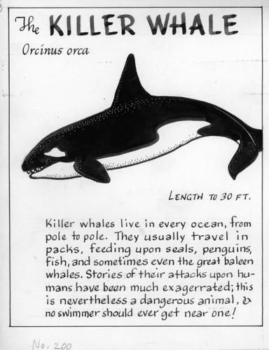 Killer whale: Orcinus orca (illustration from "The Ocean World")