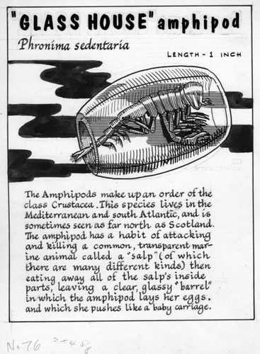 Glass house amphipod: Phronima sedentaria (illustration from "The Ocean World")