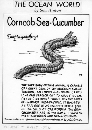 Corncob sea-cucumber: Euapta godeffroyi (illustration from "The Ocean World")