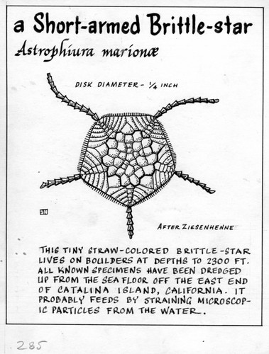 A short-armed brittle-star: Astrophiura marionae (illustration from "The Ocean World")