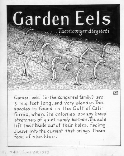 Garden eels: Taenioconger digueti (illustration from "The Ocean World")