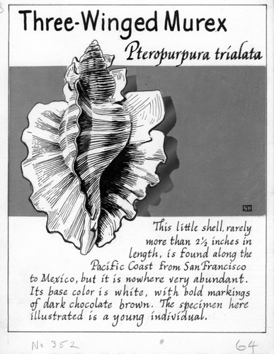 Three-winged murex: Pteropurpura trialata (illustration from "The Ocean World")