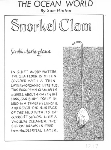 Snorkel clam: Scrobicularia plana (illustration from "The Ocean World")