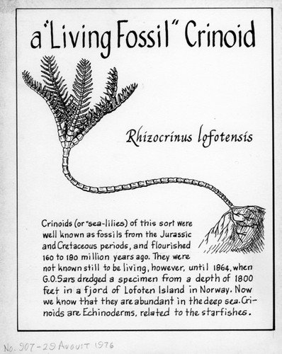 A "living fossil" crinoid: Rhizocrinus lofotensis (illustration from "The Ocean World")