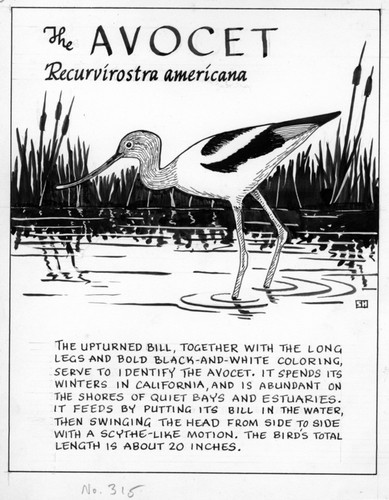 The avocet: Recurvirostra americana (illustration from "The Ocean World")