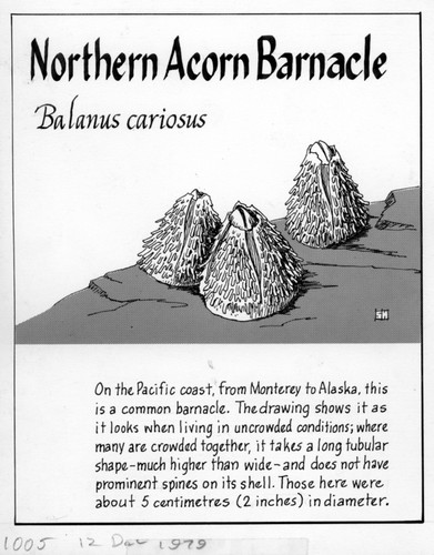 Northern acorn barnacle: Balanus cariosus (illustration from "The Ocean World")