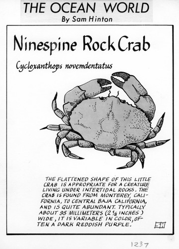 Ninespine rock crab: Cycloxanthops novemdentatus (illustration from "The Ocean World")