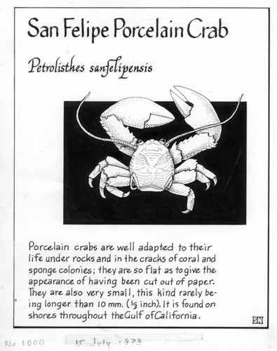 San Felipe porcelain crab: Petrolisthes sanfelipensis (illustration from "The Ocean World")