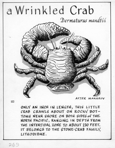 A wrinkled crab: Dermaturus mandtii (illustration from "The Ocean World")